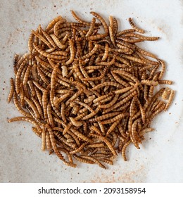Close-up of edible insects, mealworms
