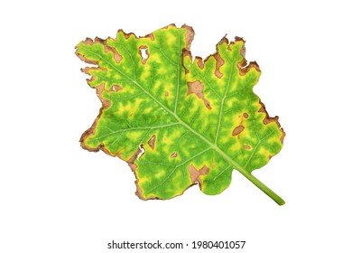 Closeup Eggplant Leaf, Verticillium Wilt On Eggplant Leaf On White Background