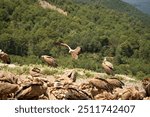 Close-up of an Egyptian Vulture (Neophron percnopterus, Alimoche Común) landing, wings flexed, amongst a wake of Griffon vultures