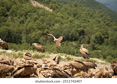 Close-up of an Egyptian Vulture (Neophron percnopterus, Alimoche Común) landing, wings flexed, amongst a wake of Griffon vultures