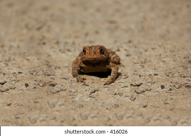 Close-up Of Either An American Toad Or Fowlers Toad.