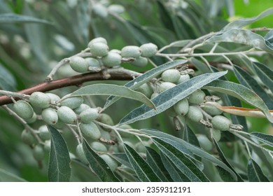 Closeup of Elaeagnus angustifolia commonly called Russian olive, silver berry, oleaster, Persian olive, or wild olive branch with green fruits - Shutterstock ID 2359312191
