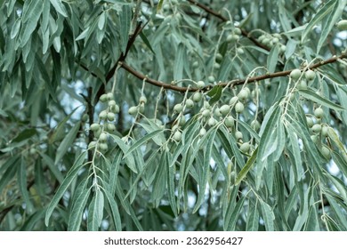 Closeup of Elaeagnus angustifolia commonly called Russian olive, silver berry, oleaster, Persian olive, or wild olive branch with green fruits - Shutterstock ID 2362956427