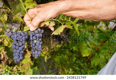 close-up of an elderly farmer's hand picking bunches of black grapes from a vine with green leaves. The concept of growing eco-friendly food on your own plot in the garden. 