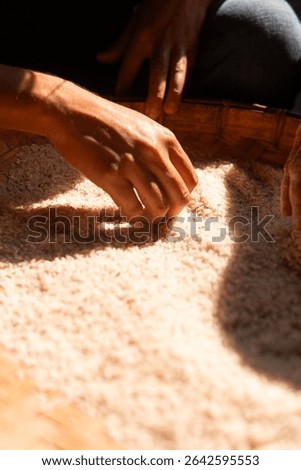 Close-up of elderly hands carefully sorting white rice in natural light. Traditional manual process with a cultural and rustic feel, symbolizing care, food, and labor.
