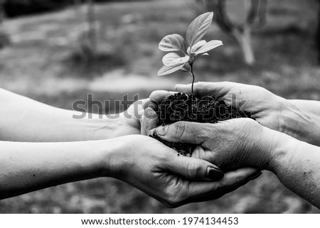 Close-up of an elderly woman's hands passing an apple tree to her daughter. Two women of different generations are holding a plant. Monochrome