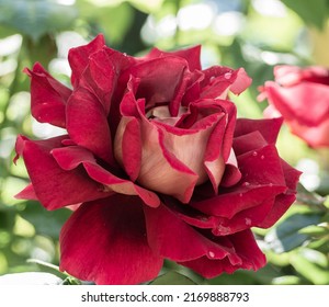 Close-up Of An Elegant Burgundy Rose Flower With Dew Drops In A Sunny Garden. Red Rose