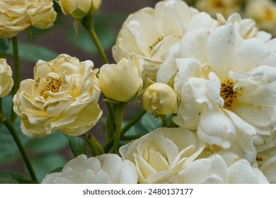 Close-up of elegant white roses in full bloom, showcasing their delicate petals and natural beauty. Captured in a serene garden setting, perfect for nature and floral lovers - Powered by Shutterstock