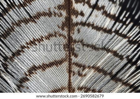 Close-up of element of common buzzard feather as a  background. Beautiful light white-brown bird's feather background texture.