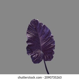 Closeup, Elephant ears violet leaf isolated on medium cool brown background for design or stock photos, summer plant, single flora