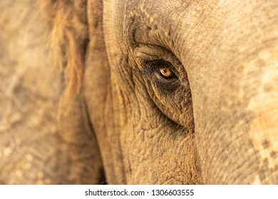 Closeup of an elephant eye, Elephant eye, Animal eye, Elephant, Elephant portrait, Thailand