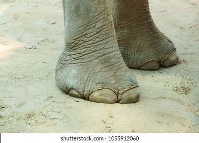 1,532 Elephant Foot Asian Images, Stock Photos & Vectors | Shutterstock