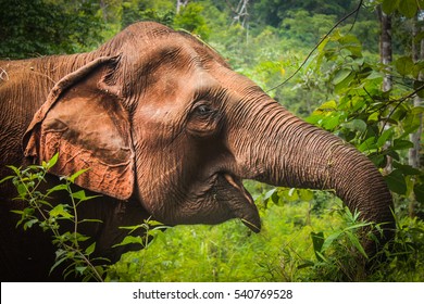 Close-up Of An Elephant In The Jungle / Forest