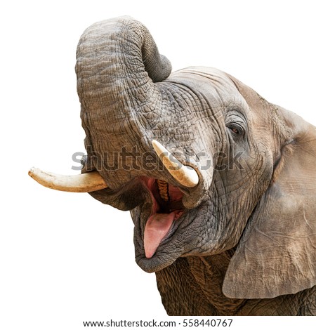 Closeup of elephant with mouth open and trunk over head. Isolated on white