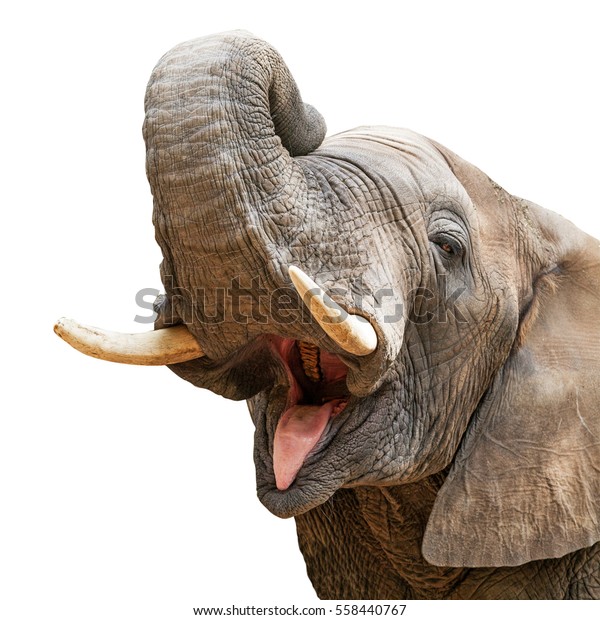elefant med munden Stock-foto (rediger nu)