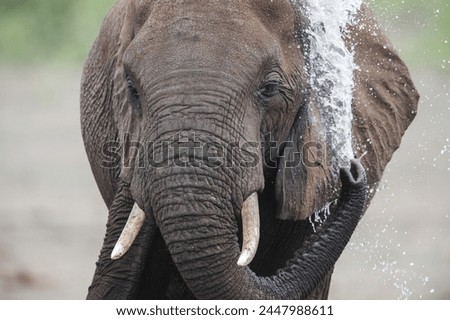 Similar – two elephants in Aberdare National Park in Kenya