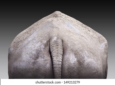 Closeup of an elephant rear with part of the tail 