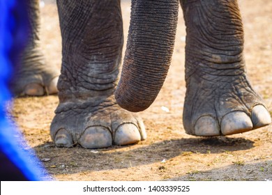 Elephant Toenail Images Stock Photos Vectors Shutterstock Get the best deals for elephant toenail knife at ebay.com. https www shutterstock com image photo close elephants foot legs asian walking 1403339525