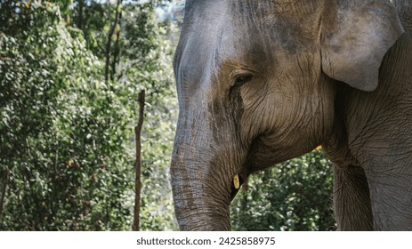Close-up of an elephant's head with tears under its eye. Elephant close up with blurred background - Powered by Shutterstock