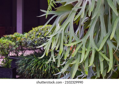 Close-up Of Elkhorn Fern Plant Or Platycerium Bifurcatum In The Garden