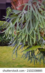 Close-up Of Elkhorn Fern Plant Or Platycerium Bifurcatum In The Garden 