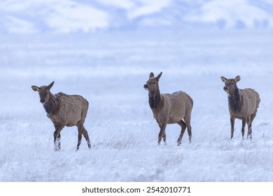 A closeup of elks walking in a snowy field in a forest with a blurry background - Powered by Shutterstock