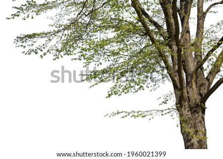 Close-up of an Elm Tree, cutout isolated on white background.