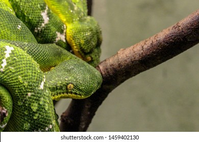 545 Emerald tree boa zoo Images, Stock Photos & Vectors | Shutterstock