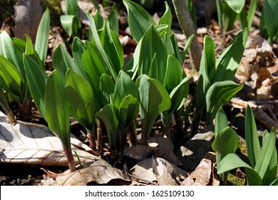 Closeup of emerging leaves (foliage) of the native woodland perennial known as ramps or wild leek (Allium tricoccum)