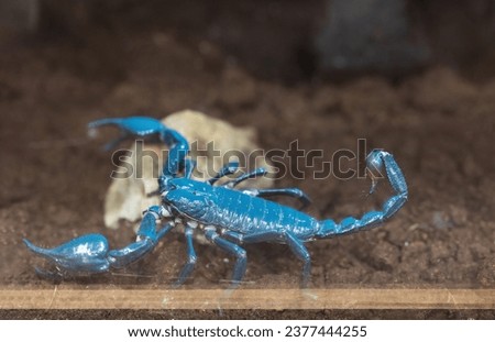 Close-up of Emperor Scorpion under blacklight. The Emperor Scorpion glows blue under blacklight.