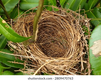 Close-up of an empty bird nest constructed from dry twigs, grass, and plant fibers, nestled among lush green tropical leaves. Detailed texture of natural nest materials in a forest environment. The image represents themes of nature, wildlife, home, family, emptiness, new beginnings, spring, ecology, and conservation. Perfect for background, education, biology, and environmental design projects. High resolution nature photography.