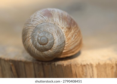Closeup of an empty snail shell on wood slice