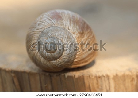 Closeup of an empty snail shell on wood slice