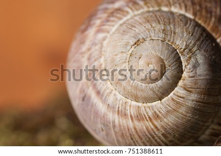 closeup of empty spiral shell with blurry background