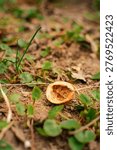 close-up of empty walnut shell on soil among fresh spring greenery