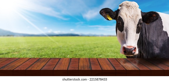 Close-up of an empty wooden table and a white and black dairy cow (heifer) looking at the camera, on a countryside landscape with sunbeams. Template for dairy products. - Powered by Shutterstock