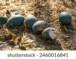 Close-up of Emu (Dromaius novaehollandiae) eggs. 