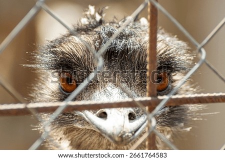 Close-up of emu staring directly at camera through metal fence in outdoor farm enclosure setting