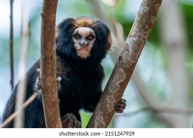 A close-up of an endangered and rare White-eared Marmoset, also called Buffy-tufted Marmoset. is sitting on the watch on a branch in the Nazare Paulista, São Paulo State, Brazil