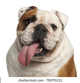 Close-up of English Bulldog, 5 years old, in front of white background