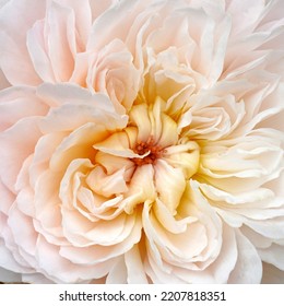 Closeup Of An English Rose.  Rosa Emily Bronte (Ausearnshaw).