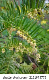 Closeup English Yew (Taxus Baccata).