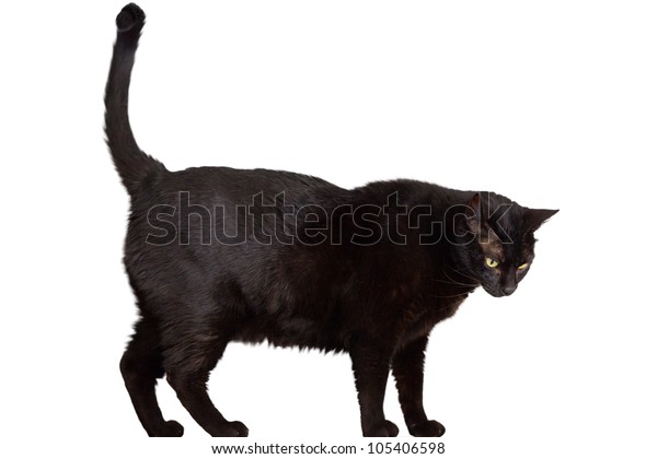 Closeup Entire Black Cat Walking Over Stock Photo (Edit Now) 105406598