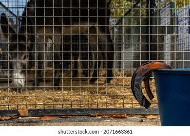 867 Horses mallorca Images, Stock Photos & Vectors | Shutterstock