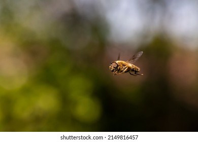 A close-up of a eristalis tenax or common drone fly hovering mid air in front of a green bush. The cosmopolitan hover fly insect looks like a bee and in some countries is refered to as the blind bee.