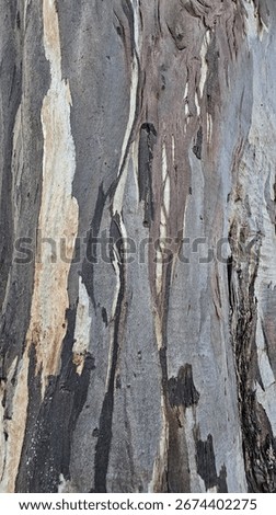 Close-up of eucalyptus tree bark (Eucalyptus spp.) in NZ, showing natural peeling layers in tones of grey, cream, and brown, creating abstract textures and patterns from weathering and growth. 
