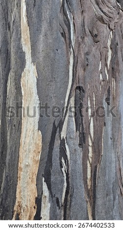 Close-up of eucalyptus tree bark (Eucalyptus spp.) in NZ, showing natural peeling layers in tones of grey, cream, and brown, creating abstract textures and patterns from weathering and growth. 
