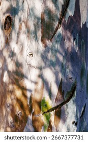 Closeup of eucalyptus tree bark texture background, natural wood pattern and rough grainy wooden surface with leaves shadow, colorful macro photo for eco-friendly and nature design, botanical style