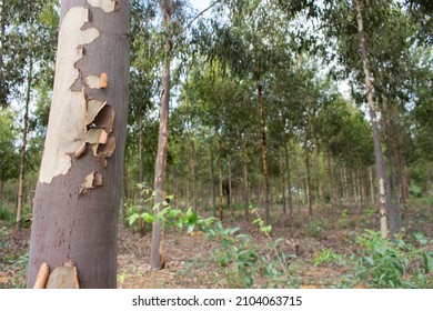 closeup of a eucalyptus trunk in a eucalyptus field