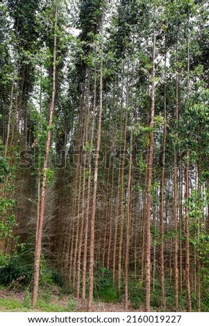 Image, Stock Photo Many pine trees in the park. Sorted neatly.